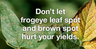 Don't let frogeye leaf spot and brown spot hurt your yields